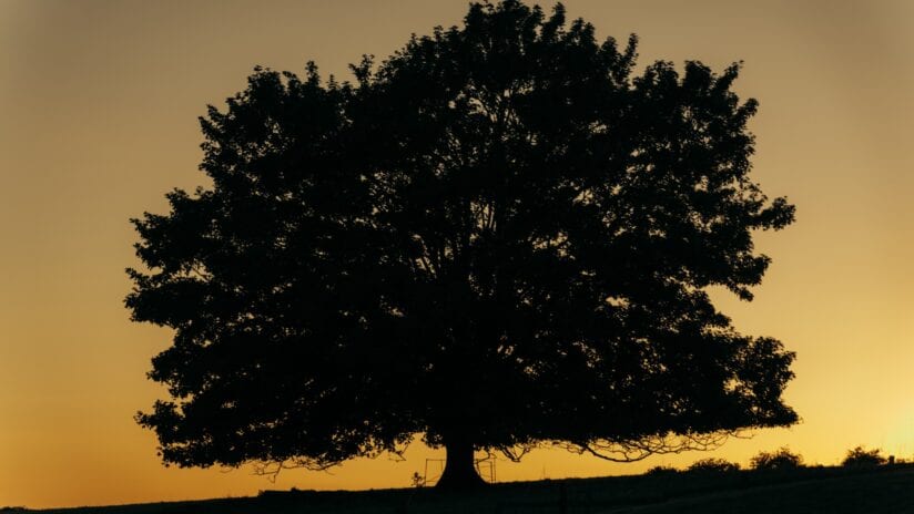 Hyll Hotel, Gloucestershire – Silhouetted oak tree with rope swing at golden sunset over rolling countryside.